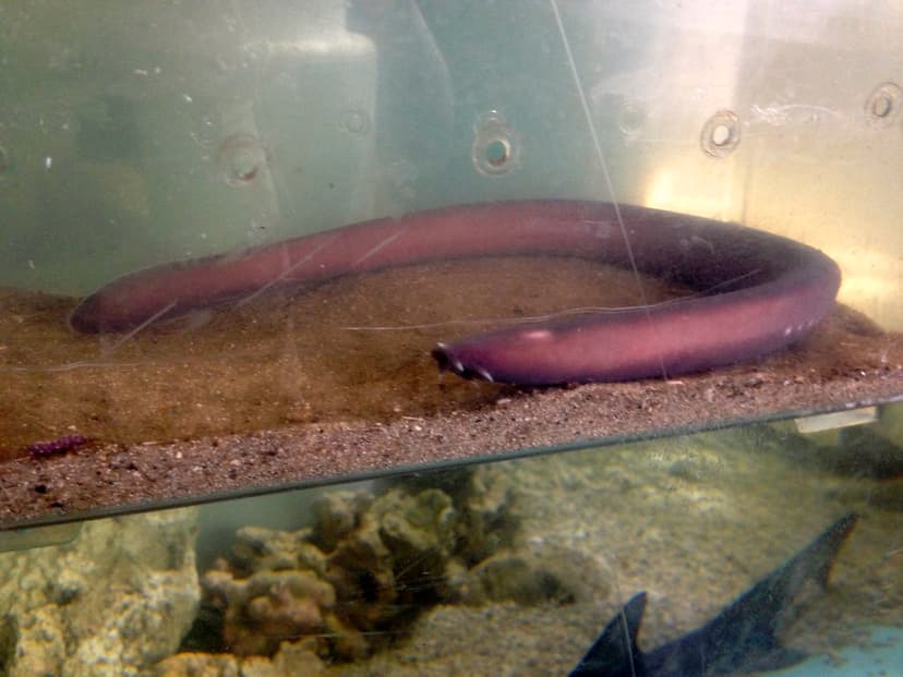 Hagfish | Jonathan D | Flickr