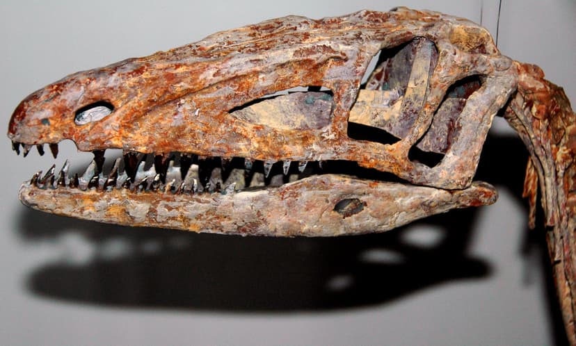 Coelophysis bauri (theropod dinosaur) (Chinle Formation, U… | Flickr