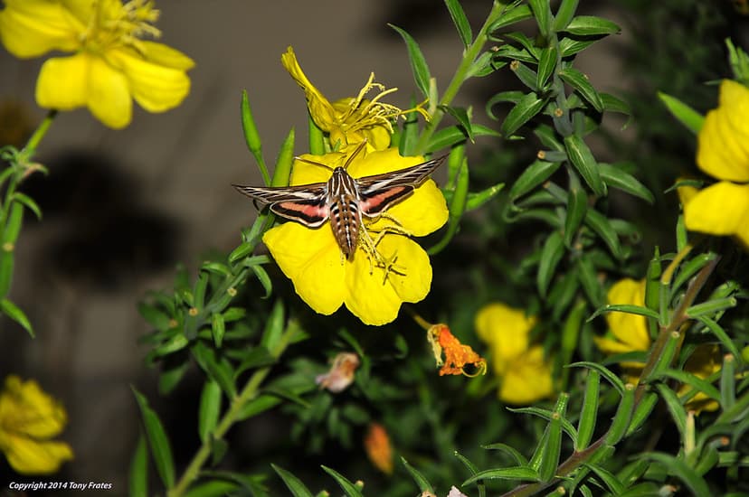 Western evening-primrose and White-lined Sphinx moth | Flickr