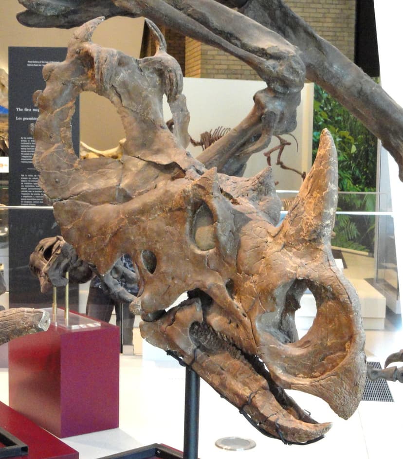 Centrosaurus apertus | Daderot; ROM | EOL Deep Time Group | Flickr