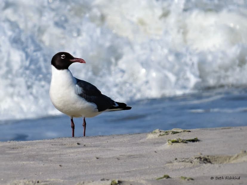 Laughing Gull (Leucophaeus atricilla) | Breeding Adult - Nic… | Flickr