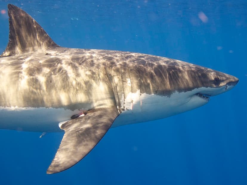 Great White Shark | Elias Levy | Flickr