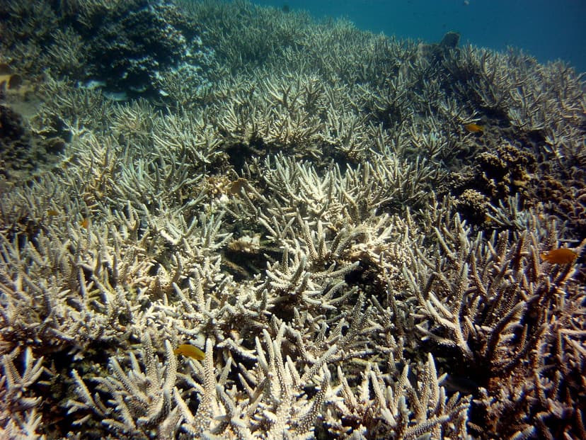Coral bleaching in the Gulf of Thaialnd_11 | Photography by … | Flickr
