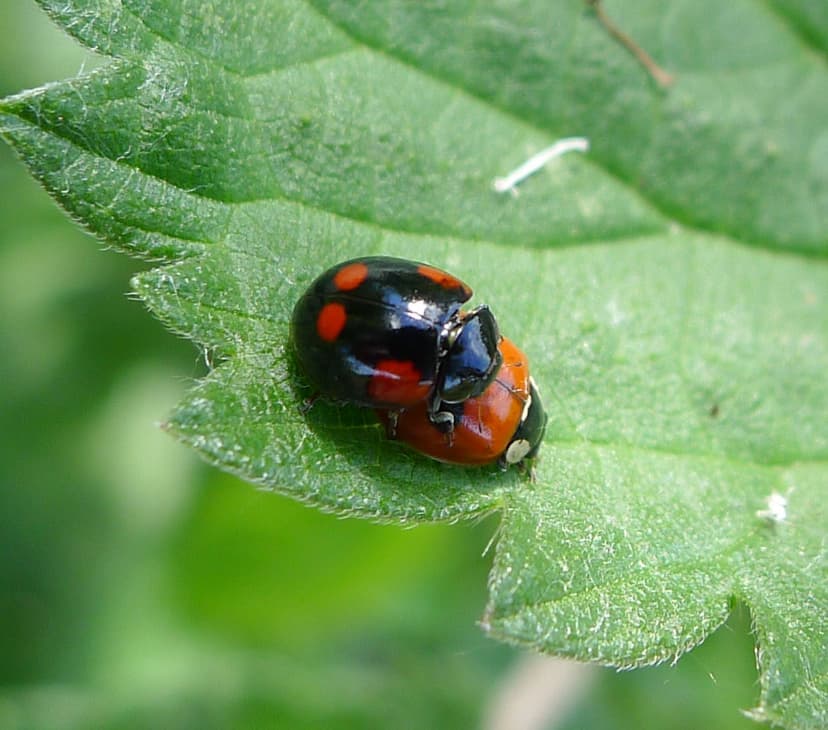 File:Forms of 2-spot Ladybird Adalia bipunctata. ^ Coccinellidae ...