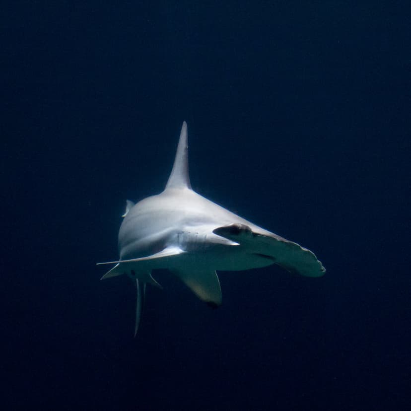 Hammerhai | Hammerhai (Sphyrnidae); Hammerhead shark | Die ...