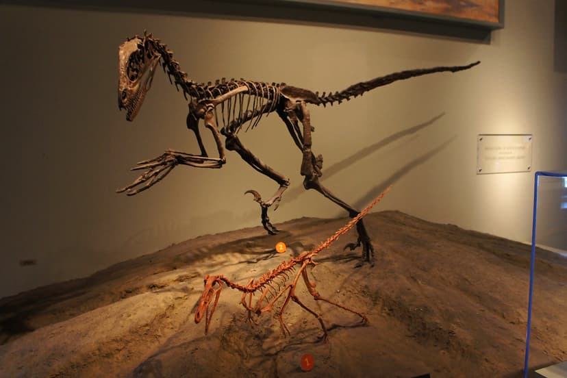 Dromaeosaurs | Front: Dromaeosaur (theropod dinosaur) (cast)… | Flickr