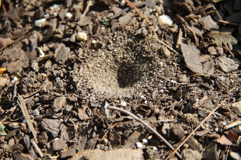 Antlion larva pit | The larvae of antlions live in loose san… | Flickr