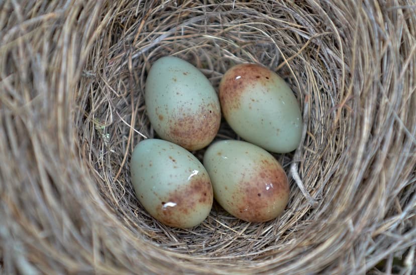 Variations of Grey Butcher Bird eggs. | Photographed by Stev… | Flickr