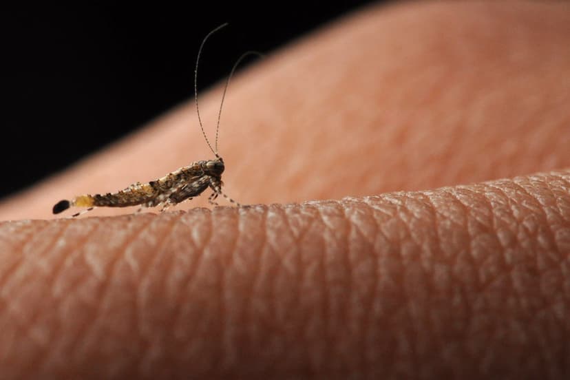 Amorphoscelis nymph | I think this to be nymph of Amorphosce… | Flickr