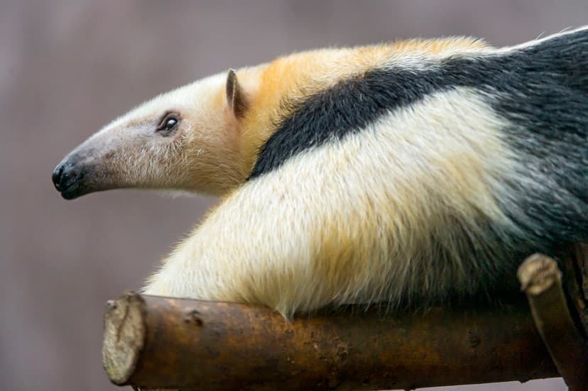 Walking tamandua | We had the chance to see a tamandua once … | Flickr