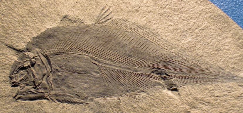 Allenypterus montanus (fossil coelacanth fish) (Bear Gulch… | Flickr