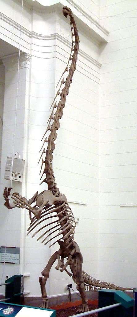 Mamenchisaurus adolescent sauropod dinosaur (Upper Jurassi… | Flickr