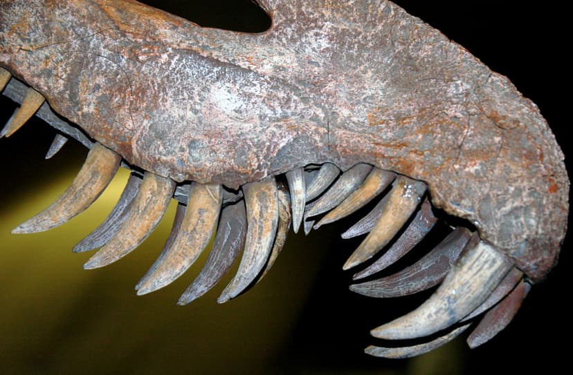 Suchomimus tenerensis theropod dinosaur (Elrhaz Formation,… | Flickr