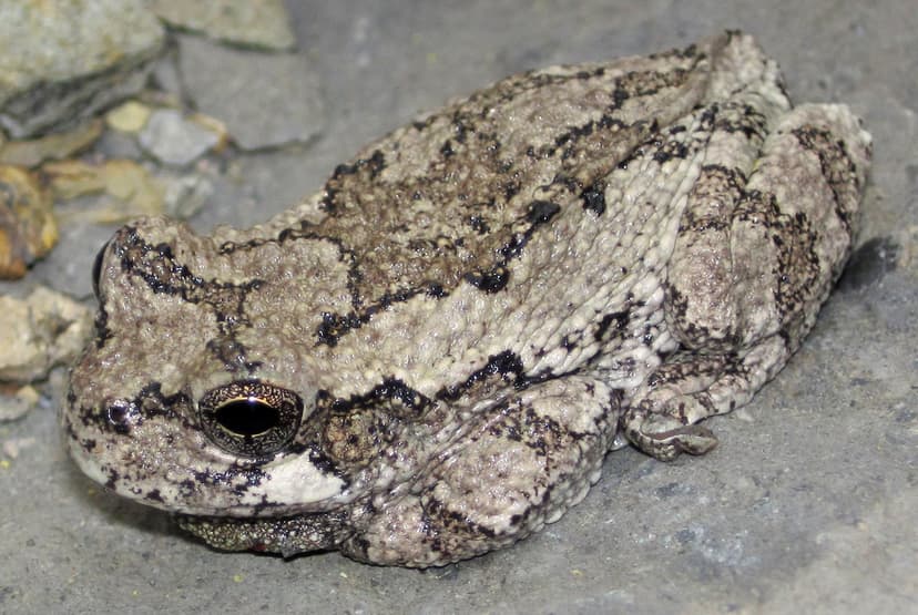 Hyla versicolor (common gray tree frog) (Rock Cut, Musking… | Flickr