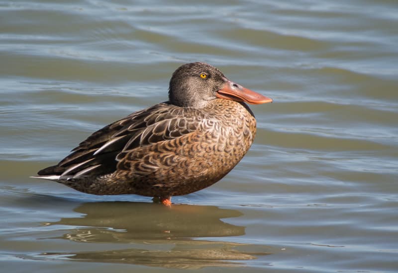Northern Shoveler - Eclipse Male - 7986 | The ducks have ret… | Flickr
