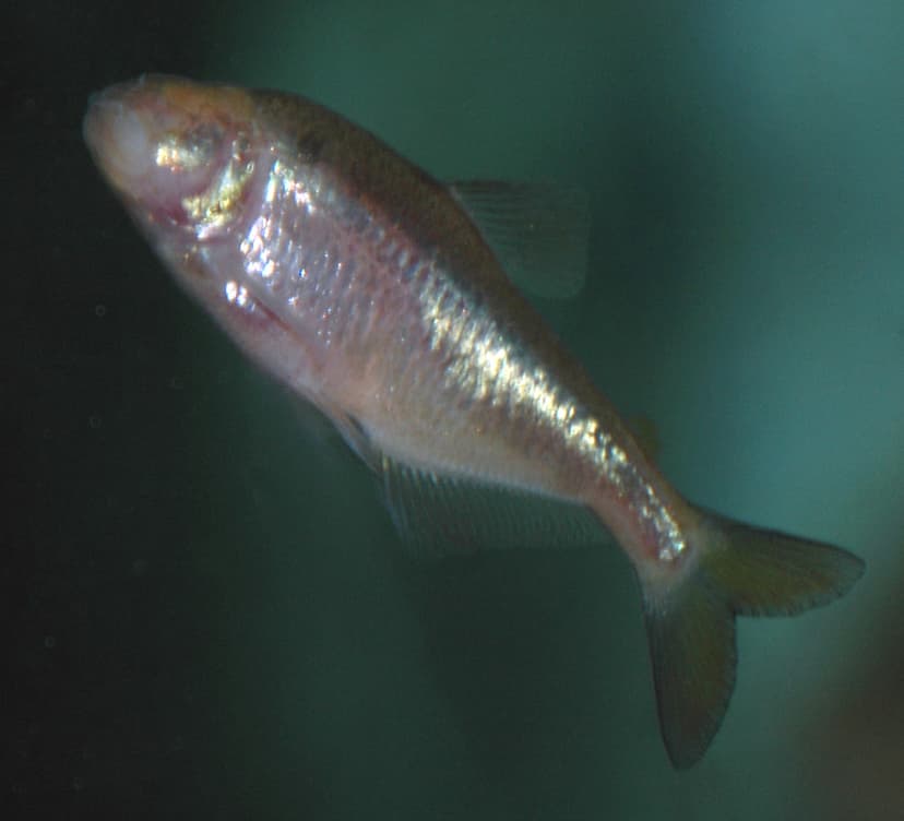 Astyanax fasciatus (Mexican blind cavefish) 2 | Astyanax fas… | Flickr