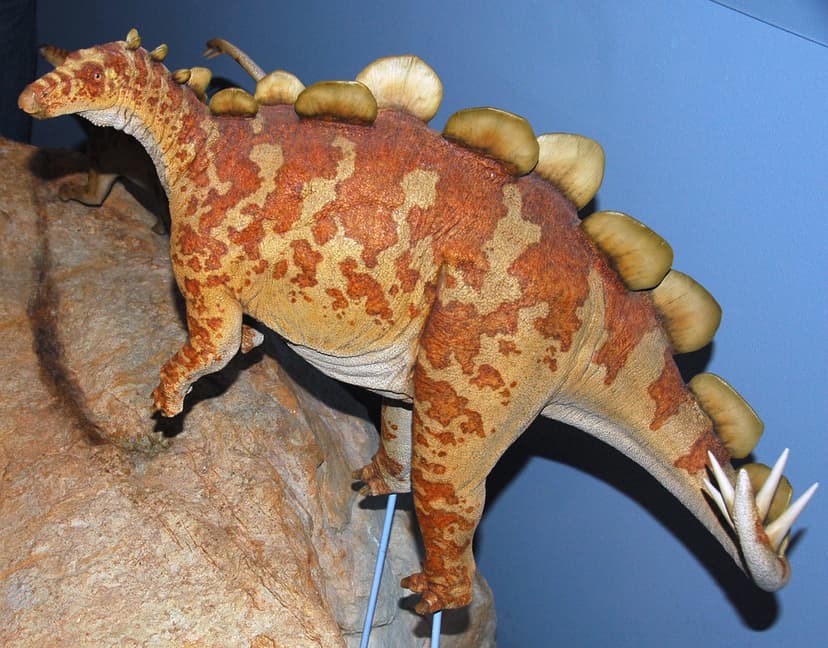 Juvenile Stegosaurus dinosaur model showing bipedality (ba… | Flickr