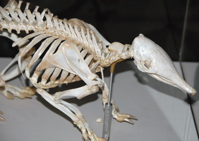 Dasypus novemcinctus skeleton (nine-banded armadillo) 2 | Flickr