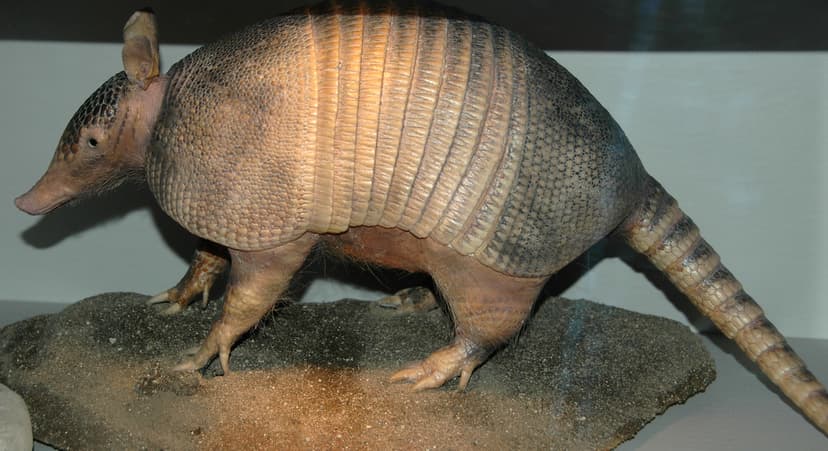 Dasypus novemcinctus (nine-banded armadillo) 1 | Dasypus nov… | Flickr