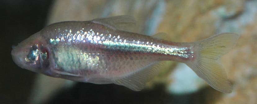 Astyanax fasciatus (Mexican blind cavefish) 1 | Astyanax fas… | Flickr