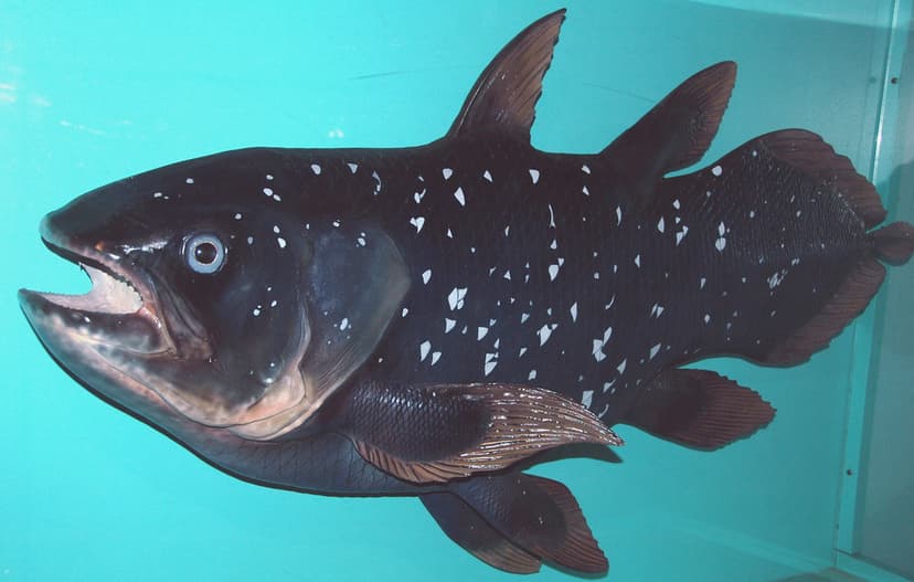 Latimeria chalumnae (model) (coelacanth) 1 | Latimeria chalu… | Flickr