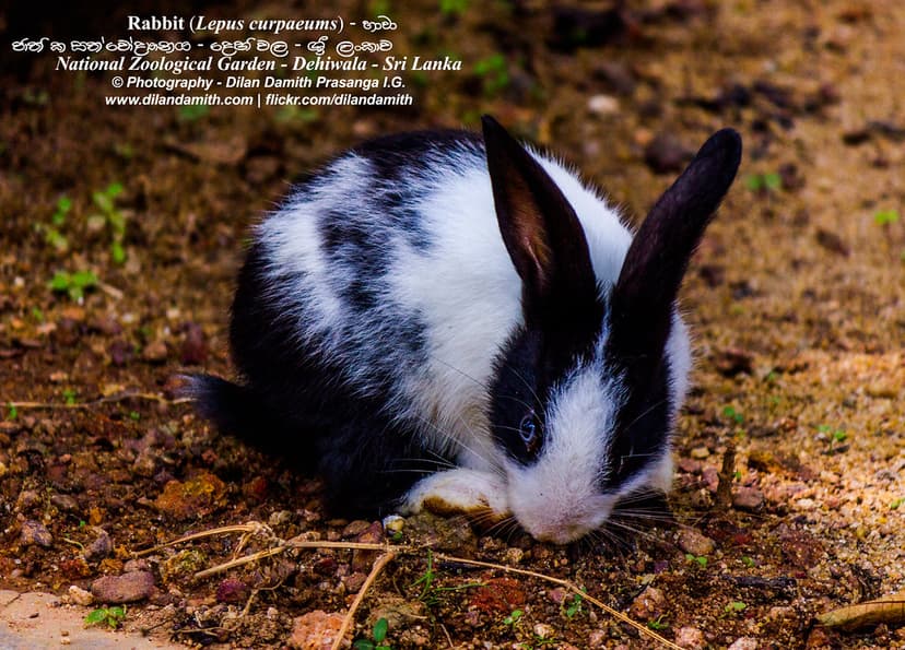 Rabbit - හාවා | Rabbits are small mammals in the family Lepo ...