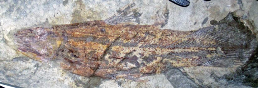 Caridosuctor populosum (fossil fish) (Bear Gulch Limestone… | Flickr