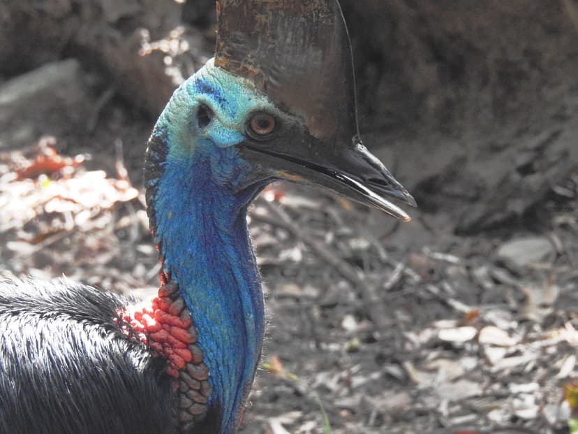 4489ex P900 Southern Cassowary | These birds are quite intim… | Flickr