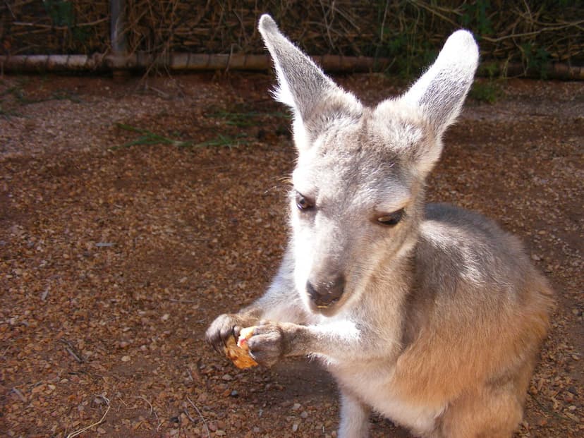 Macropodidae>Macropus Wallaby 0032 | Kingdom=Animalia Phylum… | Flickr