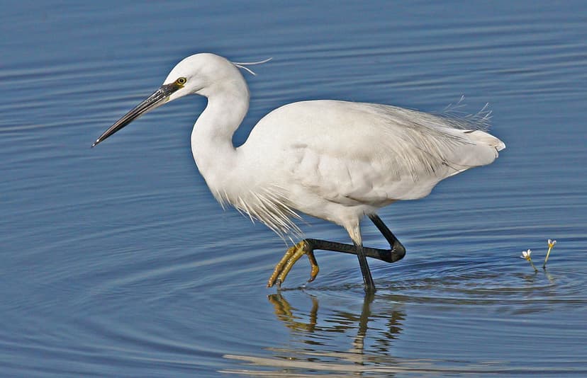 Little Egret, Egretta garzetta | Egretta garzetta, Little Eg… | Flickr