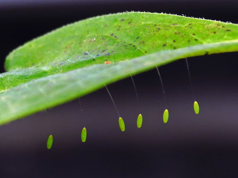 Lacewing Eggs | Found these curious-looking eggs on strings … | Flickr