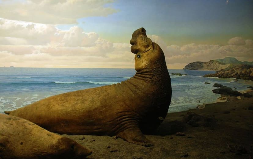 Walrus | Ray Cui | Flickr