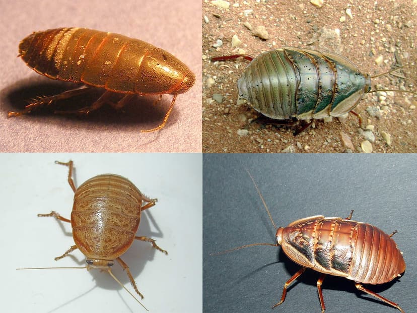 Blattodea Cockroach 0001 | Top left surinamensi Bottom left … | Flickr