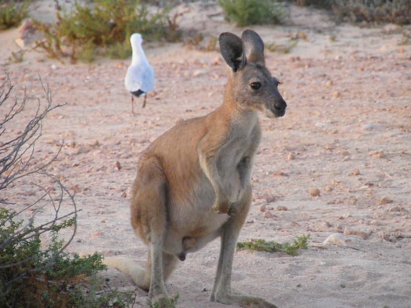 Macropodidae Kangaroo Female 0056 | Kingdom=Animalia Phylum=… | Flickr