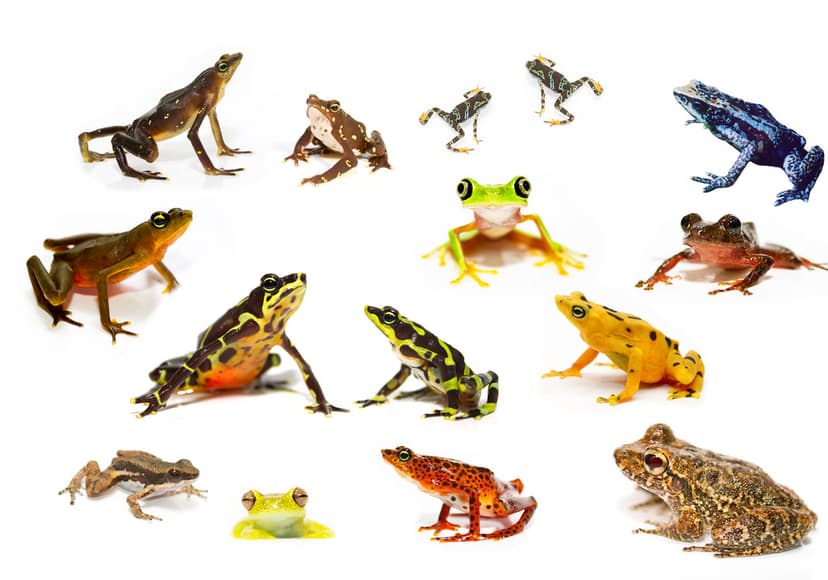 Panamanian Amphibians in trouble | All these frogs are in se… | Flickr
