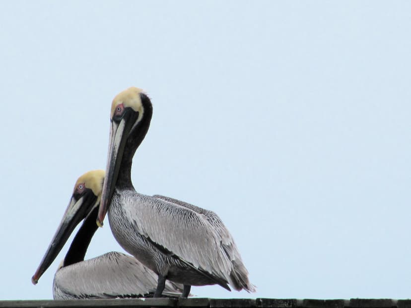 Fascination with Pelicans | They have such amazing wing span… | Flickr