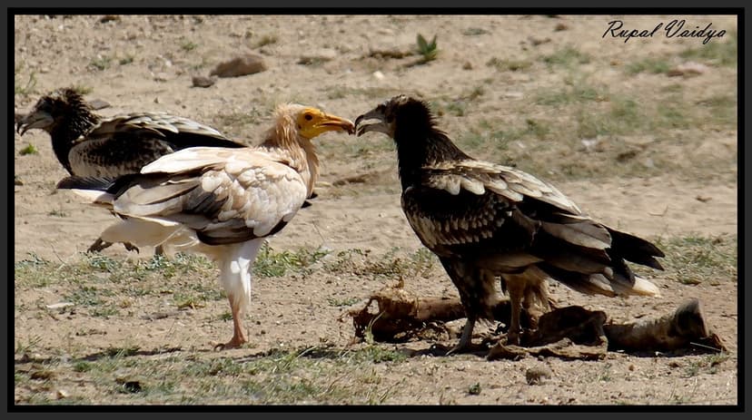 Egyption Vulture (Neophron Percnopterus) | The Egyptian Vult… | Flickr