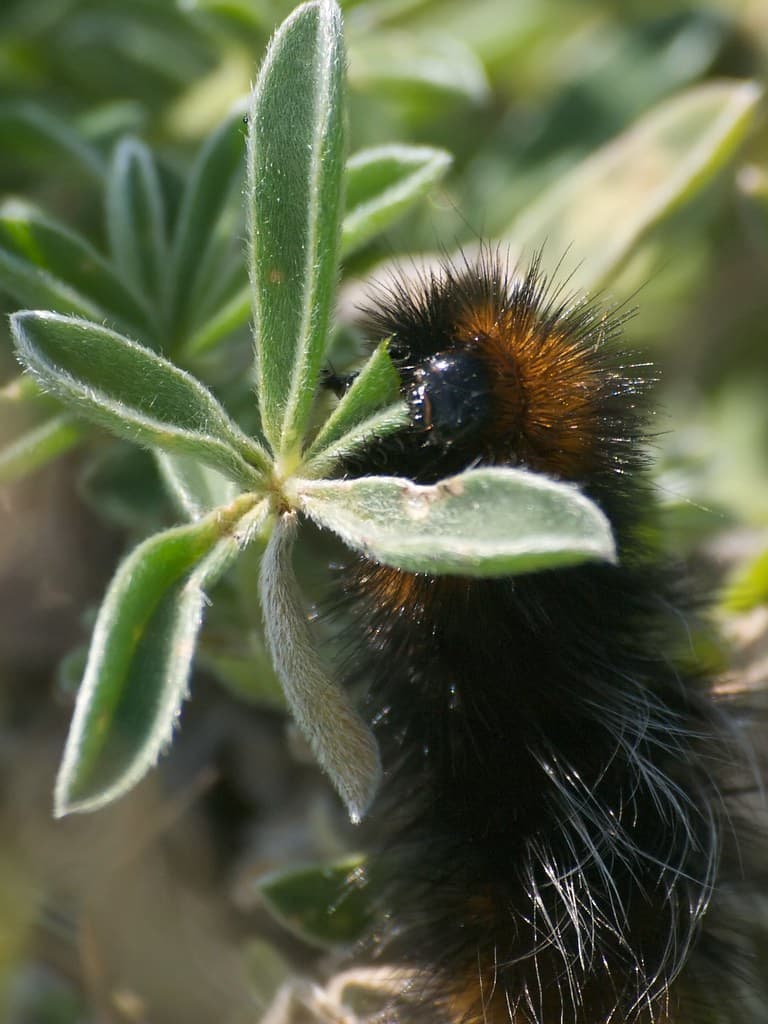 Woolly Bear Bites | Woolly bear caterpillar gnawing on green… | Flickr