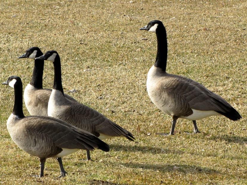 GIANT CANADA GEESE? | While searching for the Cackling Goose… | Flickr