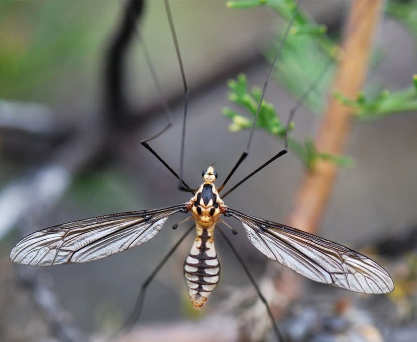 Cranefly | Diptera: Tipulidae sp A lovely Crane-fly hiding i… | Flickr