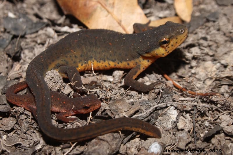 Notophthalmus viridescens louisianensis (Central Newt) | Flickr