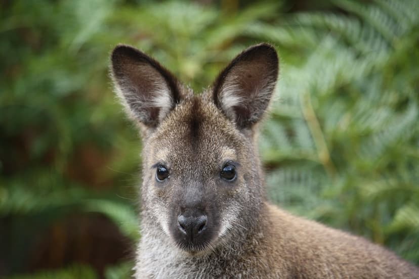 Wallaby Face | Heather | Flickr