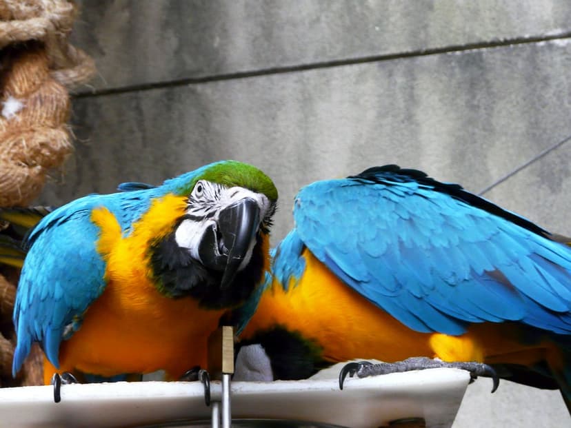 P1050163 | grooming at Bird Kingdom in Niagara Falls ...