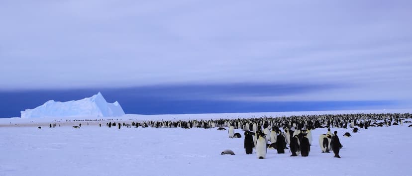 1,2,3.....many | Emperor Penguin (Aptenodytes forsteri) colo… | Flickr