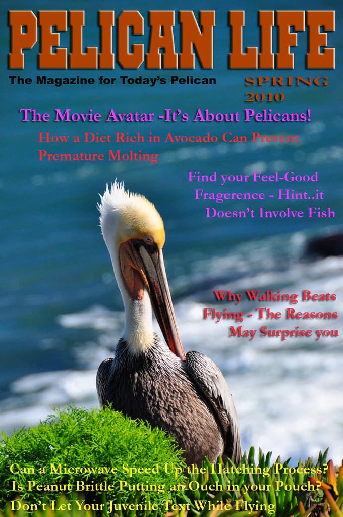 Pelican Life Spring 2010 | In response to absolutely no requ… | Flickr