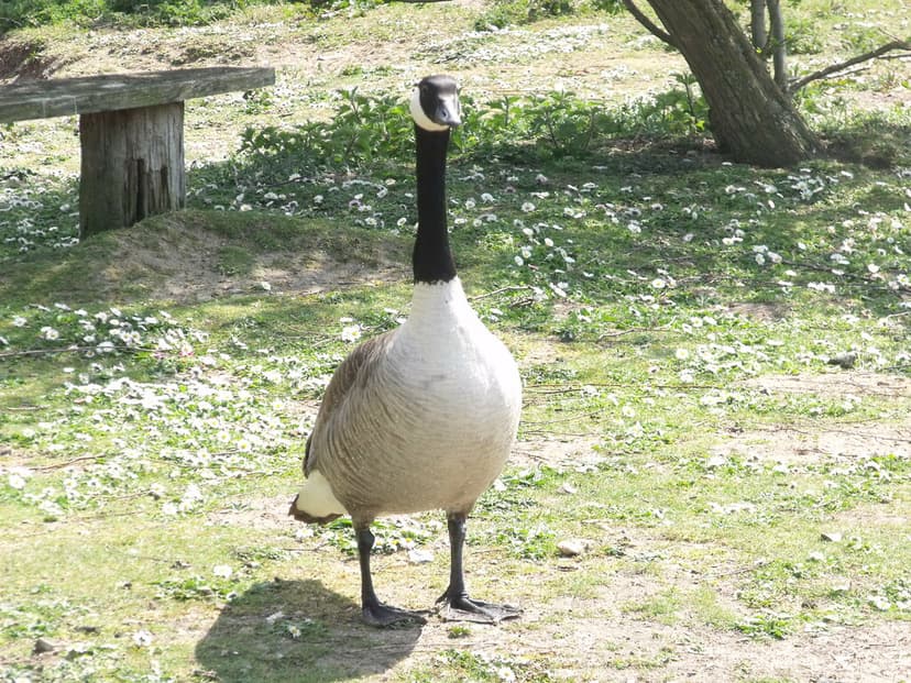 Pensthorpe Park - Goose | This is Pensthorpe near Fakenham. … | Flickr