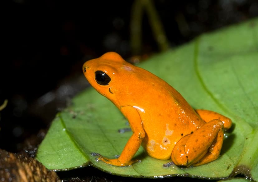 Orange strawberry dart frog | These frogs stand out among ot… | Flickr