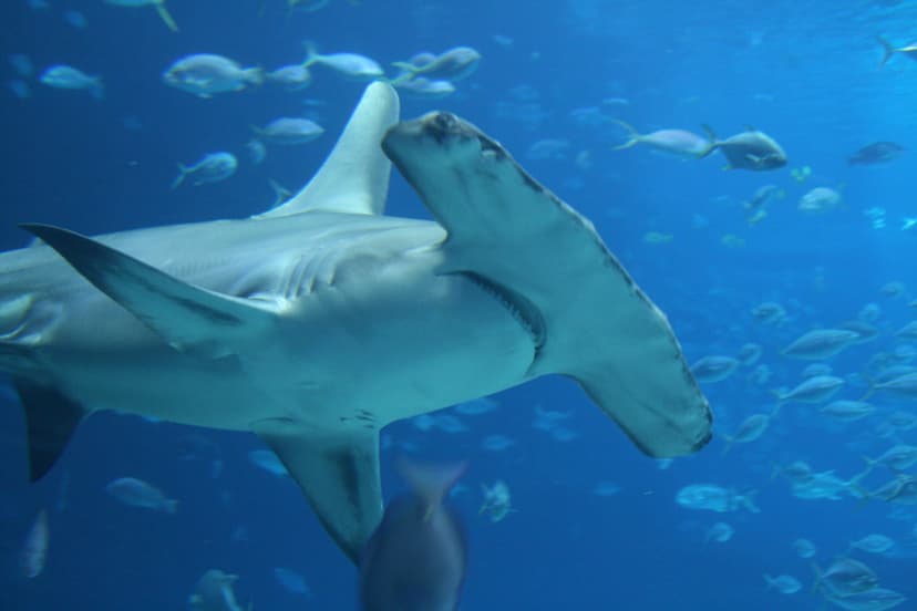 Great Hammerhead Shark | Georgia Aquarium - Ocean Voyager Ex… | Flickr