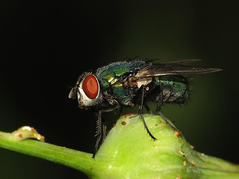 Mosca de Hoy | True flies are insects of the order Diptera (… | Flickr