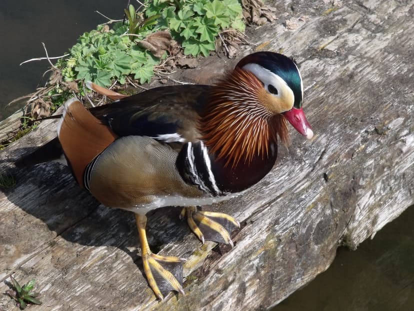 Pensthorpe Park - Mill Pond - Mandarin duck | This is Pensth… | Flickr